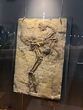 福井県立恐竜博物館に投稿された画像（2026/1/4）