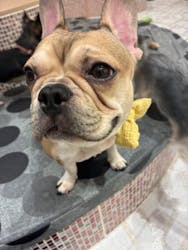 いぬカフェRio ゆめタウン久留米店に投稿された画像（2026/1/4）