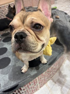 いぬカフェRio ゆめタウン久留米店に投稿された画像（2026/1/4）