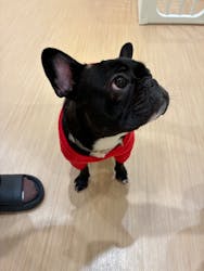 いぬカフェRio 広島店に投稿された画像（2026/1/4）