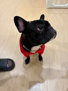 いぬカフェRio 広島店に投稿された画像（2026/1/4）