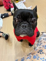 いぬカフェRio 広島店に投稿された画像（2026/1/4）