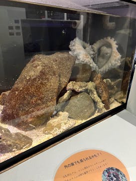 あわしまマリンパークに投稿された画像（2026/1/4）