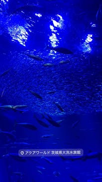 アクアワールド茨城県大洗水族館に投稿された画像（2026/1/4）