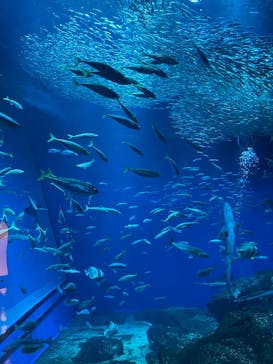 アクアワールド茨城県大洗水族館に投稿された画像（2026/1/4）