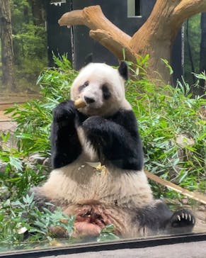 恩賜上野動物園に投稿された画像（2026/1/4）