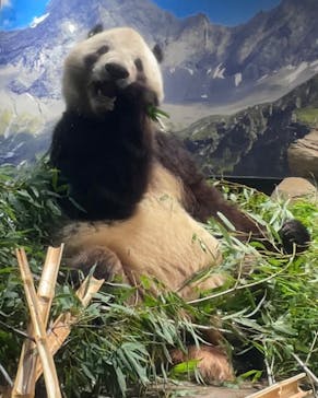 恩賜上野動物園に投稿された画像（2026/1/4）