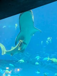 沖縄美ら海水族館に投稿された画像（2026/1/4）
