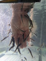 サケのふるさと 千歳水族館に投稿された画像（2026/1/4）