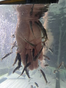 サケのふるさと 千歳水族館に投稿された画像（2026/1/4）