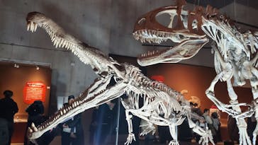 特別展「大絶滅展―生命史のビッグファイブ」に投稿された画像（2026/1/4）