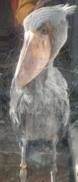 恩賜上野動物園に投稿された画像（2026/1/4）