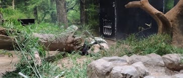 恩賜上野動物園に投稿された画像（2026/1/4）