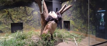 恩賜上野動物園に投稿された画像（2026/1/4）