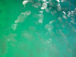 アクアワールド茨城県大洗水族館に投稿された画像（2026/1/5）