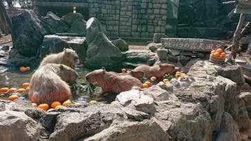 伊豆シャボテン動物公園に投稿された画像（2026/1/5）