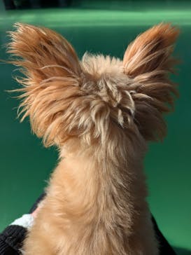 つくばわんわんランドに投稿された画像（2026/1/5）