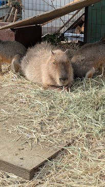 日立市かみね動物園に投稿された画像（2026/1/5）