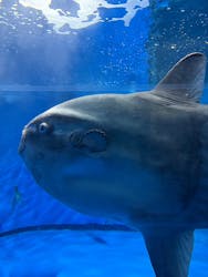 アクアワールド茨城県大洗水族館に投稿された画像（2026/1/5）