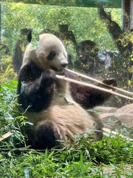恩賜上野動物園に投稿された画像（2026/1/5）