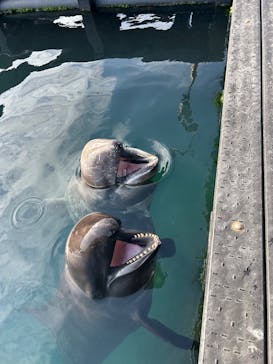 太地町立くじらの博物館に投稿された画像（2026/1/5）