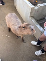 霞ケ浦 どうぶつとみんなのいえに投稿された画像（2026/1/5）