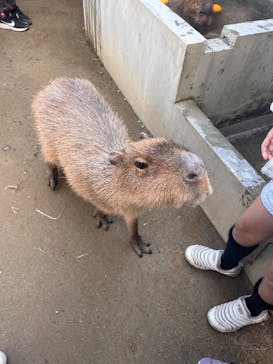 霞ケ浦 どうぶつとみんなのいえに投稿された画像（2026/1/5）