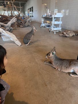 霞ケ浦 どうぶつとみんなのいえに投稿された画像（2026/1/5）