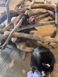 霞ケ浦 どうぶつとみんなのいえに投稿された画像（2026/1/5）