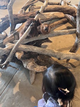 霞ケ浦 どうぶつとみんなのいえに投稿された画像（2026/1/5）