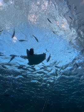名古屋港水族館に投稿された画像（2026/1/5）