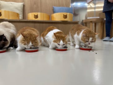 Cat Café MOFF 枚方モール店に投稿された画像（2026/1/5）