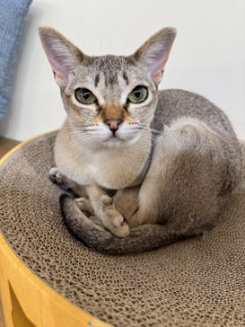 Cat Café MOFF 枚方モール店に投稿された画像（2026/1/5）