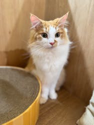 Cat Café MOFF 枚方モール店に投稿された画像（2026/1/5）