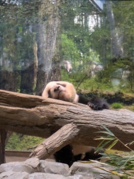 恩賜上野動物園に投稿された画像（2026/1/5）