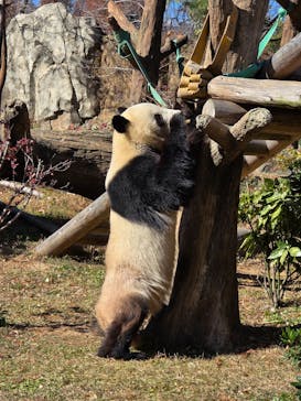 恩賜上野動物園に投稿された画像（2026/1/5）