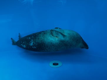 しながわ水族館に投稿された画像（2026/1/5）