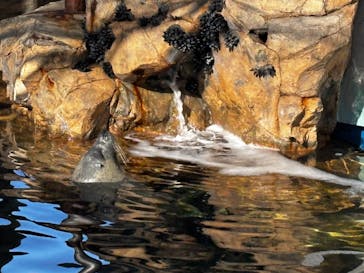 しながわ水族館に投稿された画像（2026/1/5）