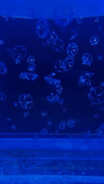 しながわ水族館に投稿された画像（2026/1/5）