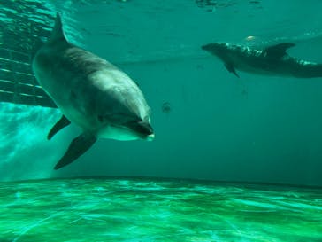 しながわ水族館に投稿された画像（2026/1/5）