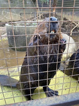 ANIMAL WONDER REZOURT 市原ぞうの国・サユリワールドに投稿された画像（2026/1/5）