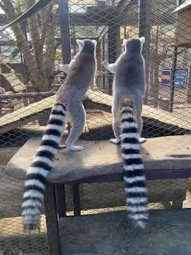 ANIMAL WONDER REZOURT 市原ぞうの国・サユリワールドに投稿された画像（2026/1/5）