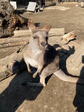 ANIMAL WONDER REZOURT 市原ぞうの国・サユリワールドに投稿された画像（2026/1/5）