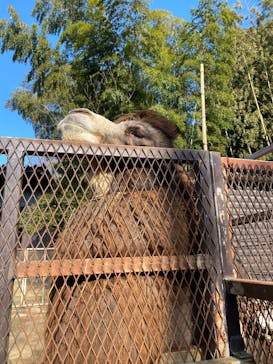 ANIMAL WONDER REZOURT 市原ぞうの国・サユリワールドに投稿された画像（2026/1/5）