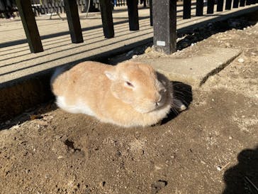 ANIMAL WONDER REZOURT 市原ぞうの国・サユリワールドに投稿された画像（2026/1/5）