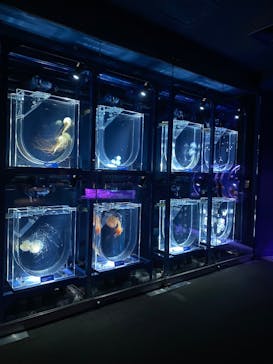 すみだ水族館に投稿された画像（2026/1/5）