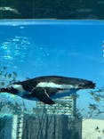 サンシャイン水族館に投稿された画像（2026/1/5）