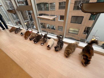 Cat Café MOFF 名古屋PARCO店に投稿された画像（2026/1/5）