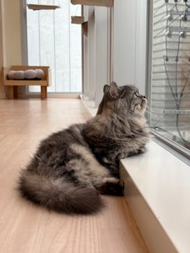 Cat Café MOFF 名古屋PARCO店に投稿された画像（2026/1/5）