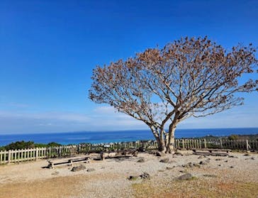 今帰仁城跡に投稿された画像（2026/1/5）